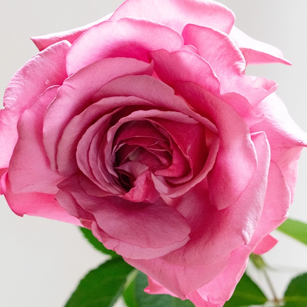 品種名COMING SOON